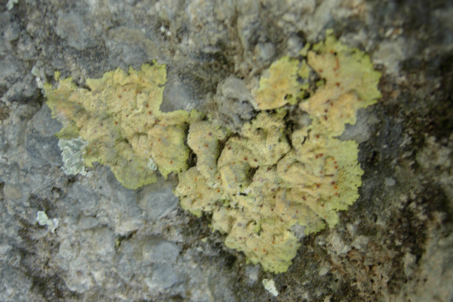 Da Creta: licheni da identificare 2